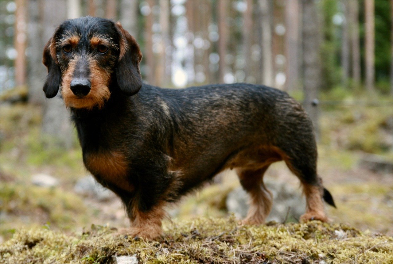 Dachshund: The Persistent Hunter (image credits: pixabay)