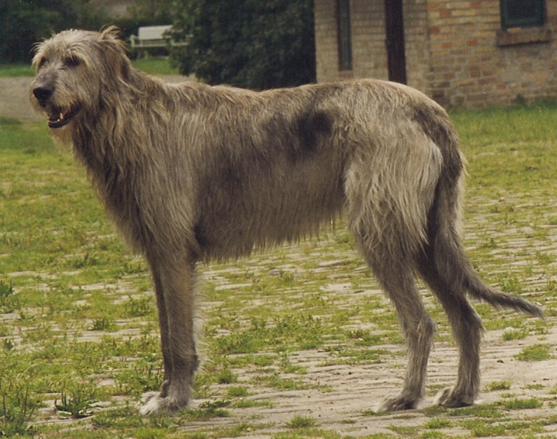 Irish Wolfhound (image credits: wikimedia)