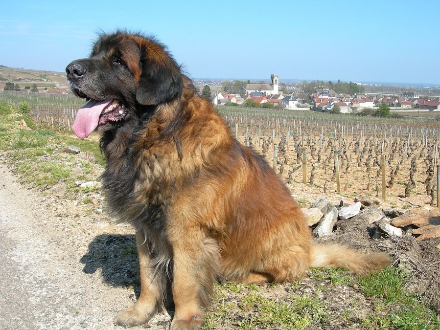 Leonberger (image credits: wikimedia)