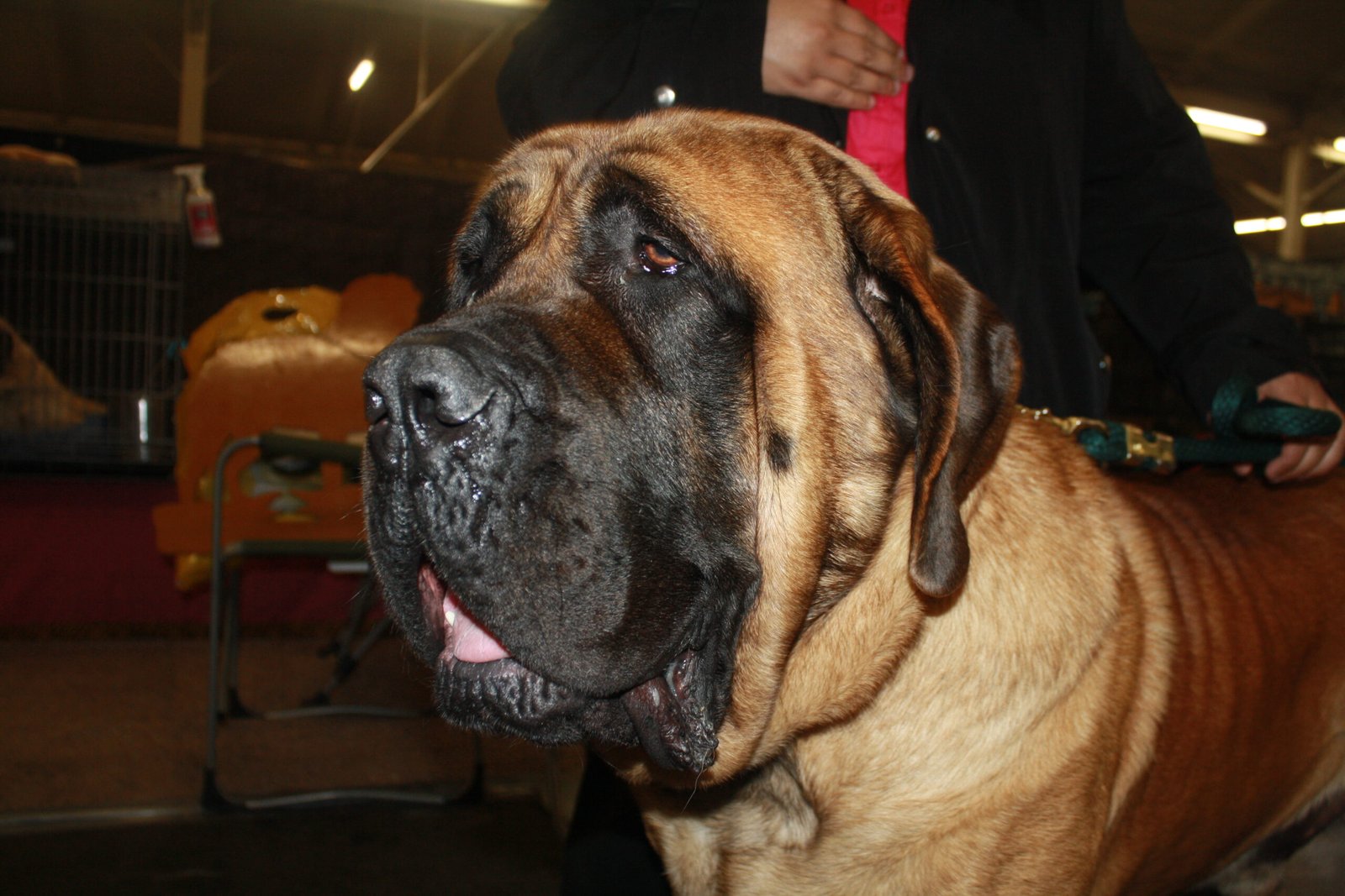 Mastiff (image credits: wikimedia)