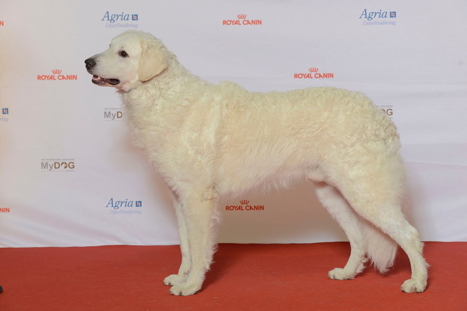 Kuvasz (image credits: wikimedia)