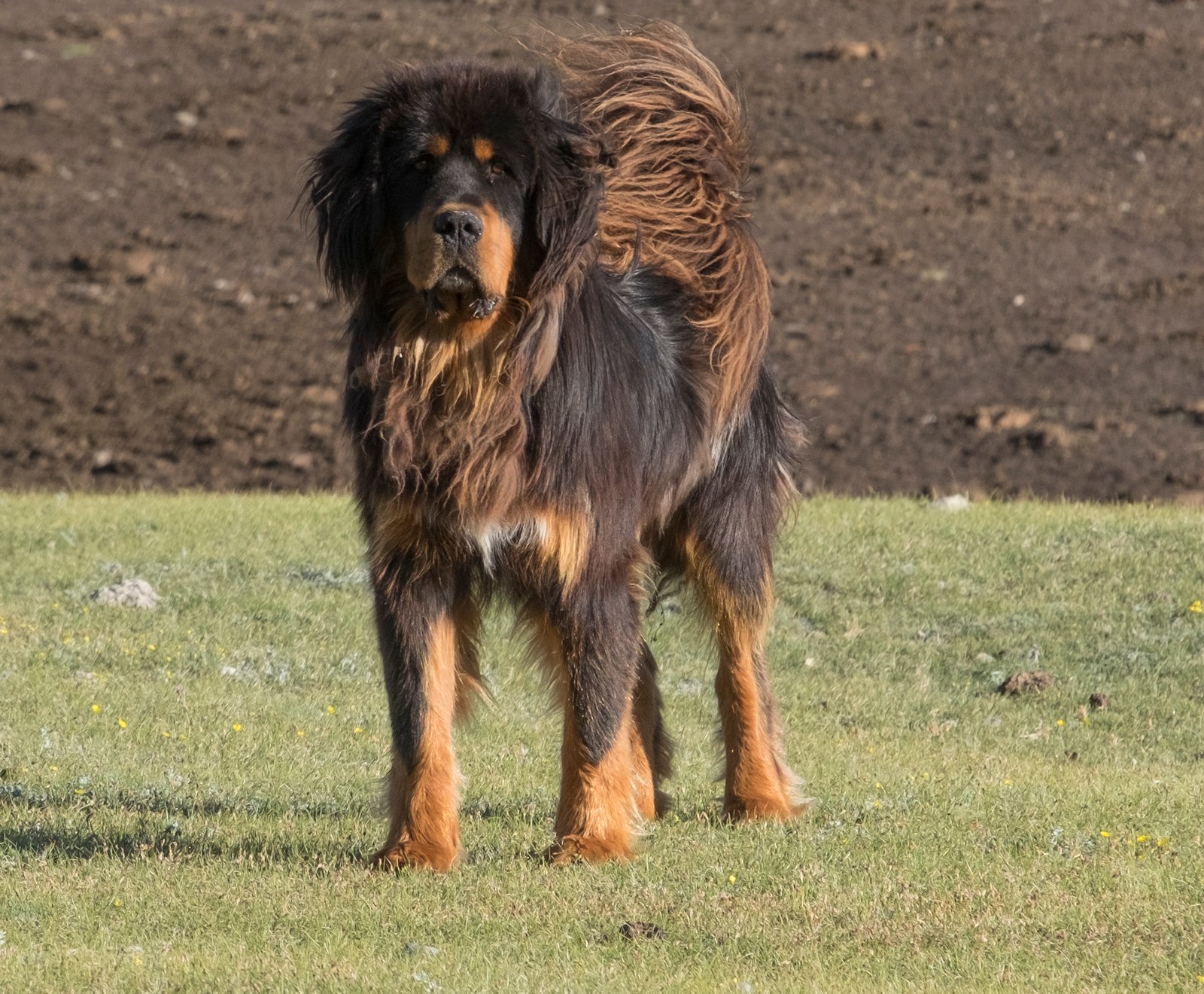 Tibetan Mastiff (image credits: wikimedia)
