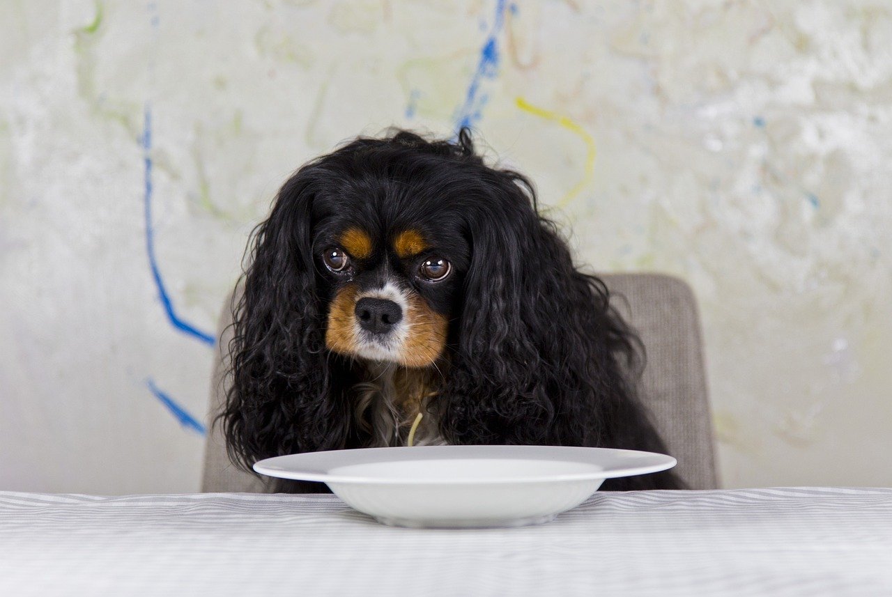 Cavalier King Charles Spaniel: The Regal Lion (image credits: pixabay)