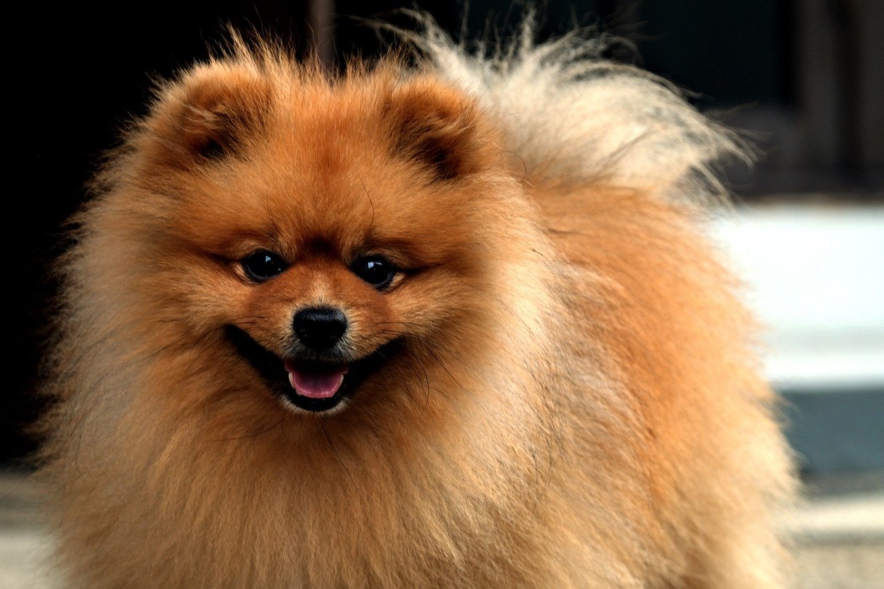 Pomeranian: The Fluffy Little Lion (image credits: pixabay)