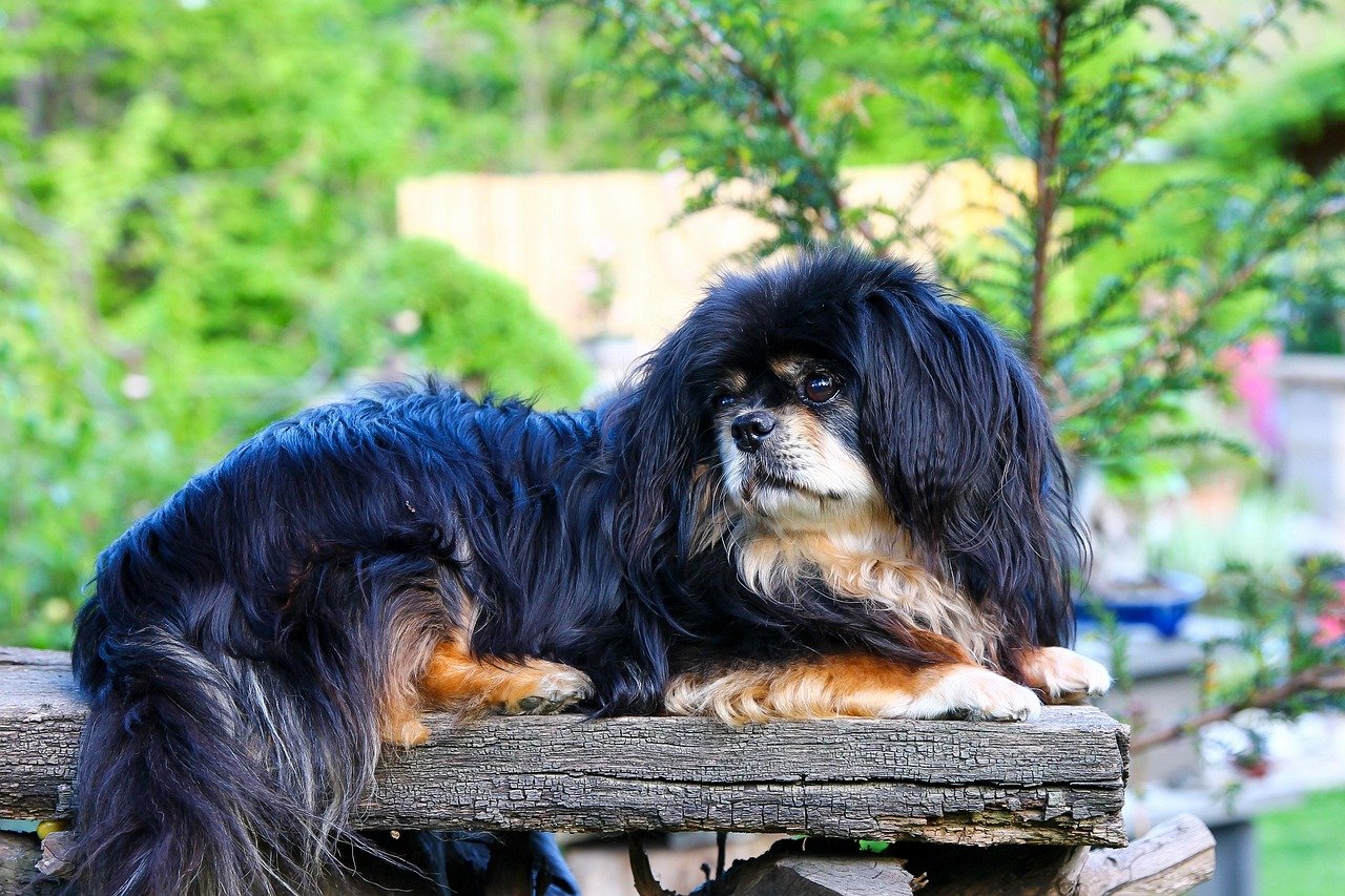 Tibetan Spaniel: The Noble Lion Dog (image credits: pixabay)
