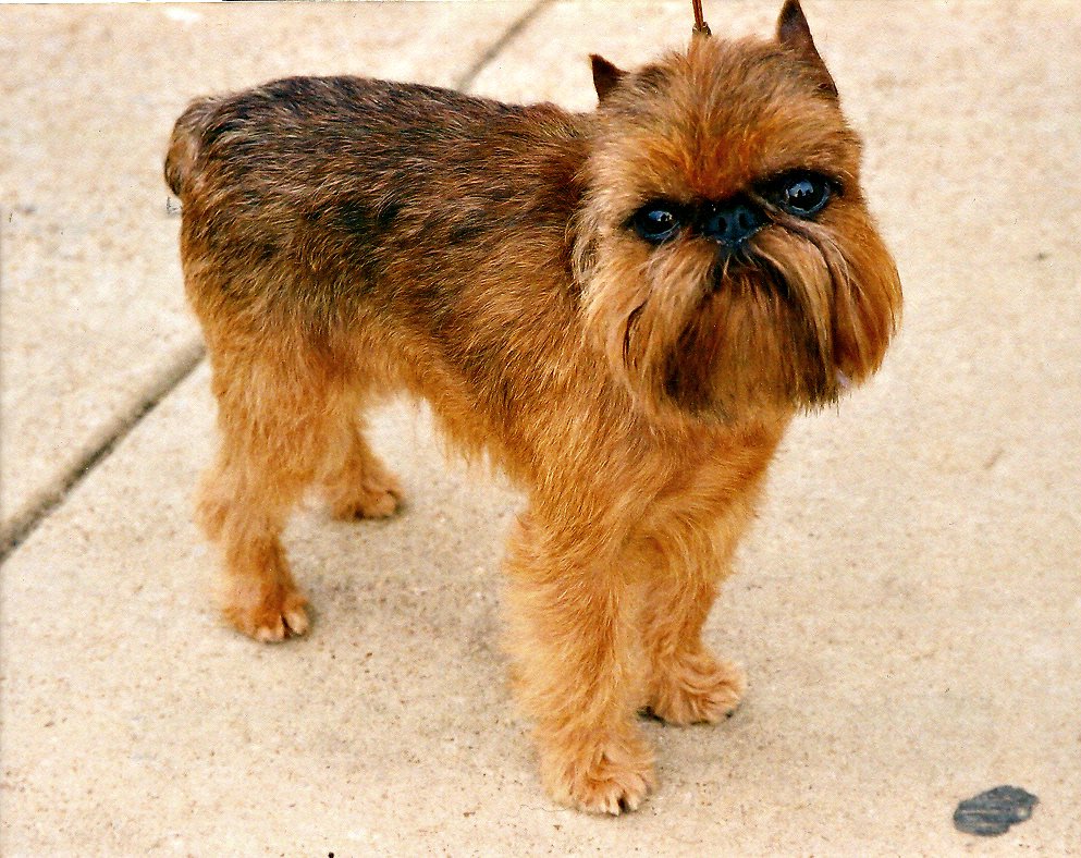 Brussels Griffon: The Charming Little Lion (image credits: wikimedia)