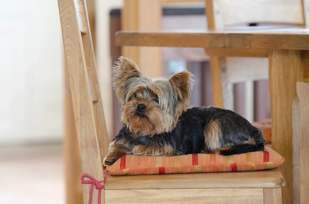 Yorkshire Terrier: The Spirited Lion (image credits: rawpixel)
