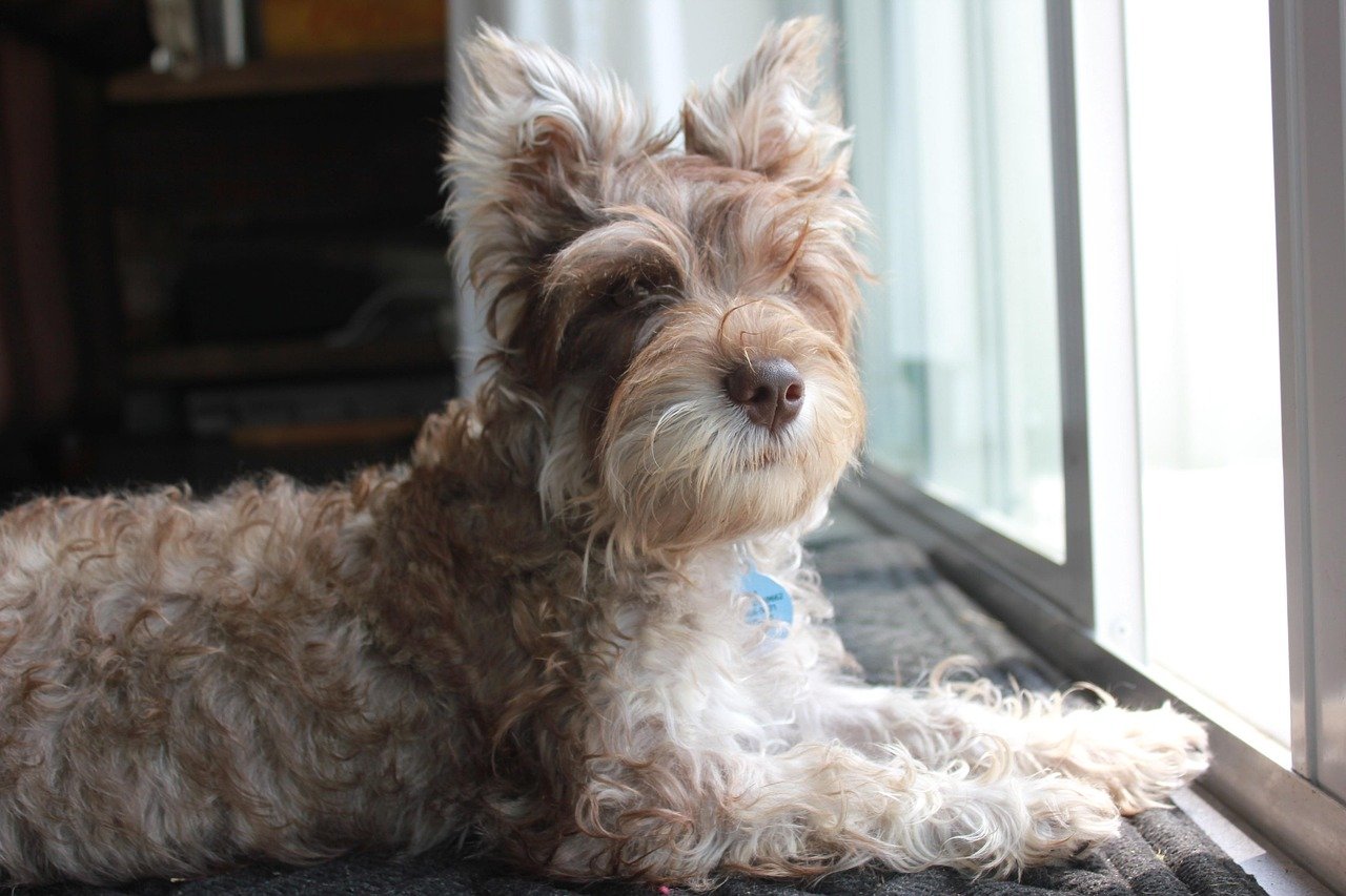 Miniature Schnauzer: The Bold Little Lion (image credits: pixabay)