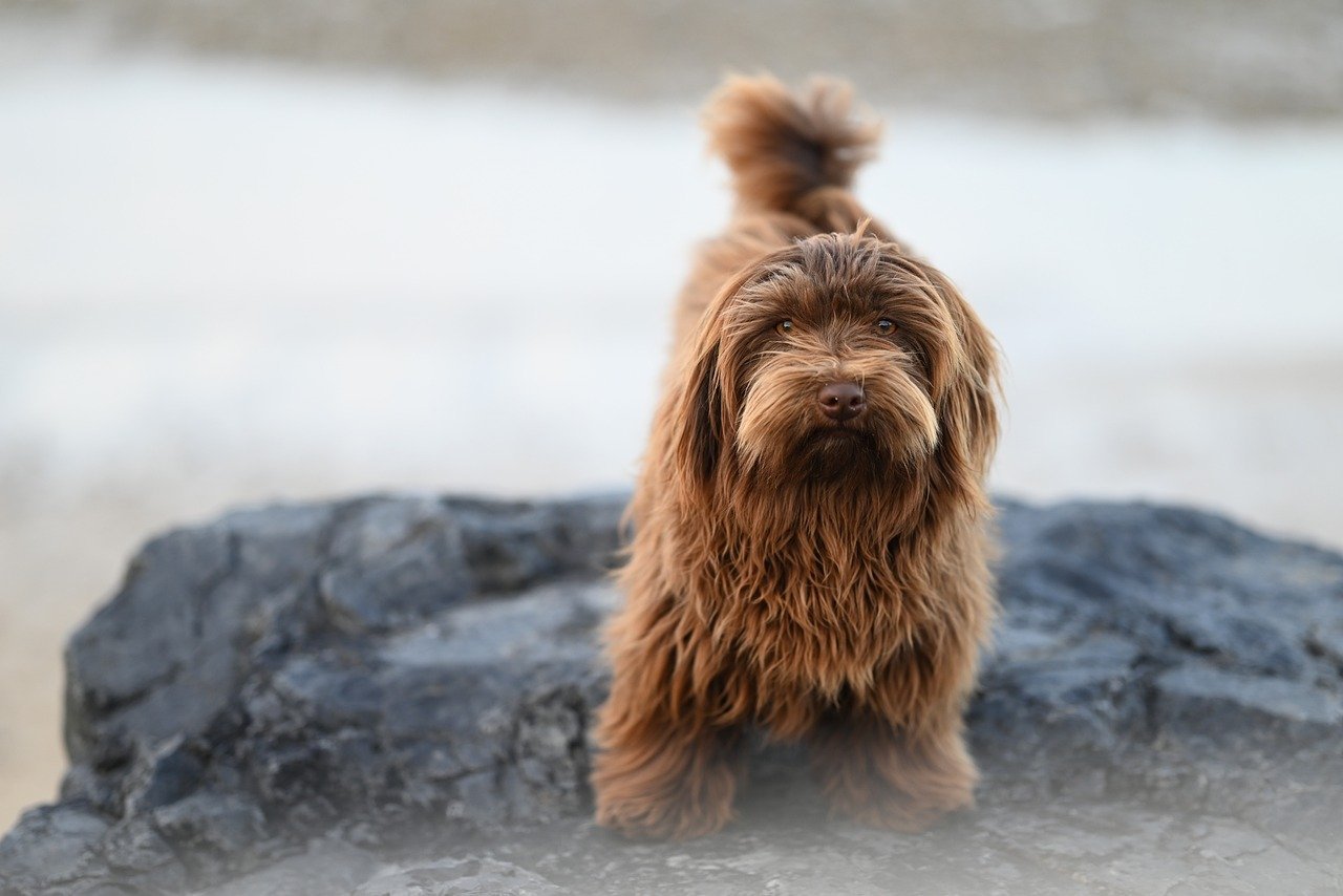 Havanese: The Playful Lion (image credits: pixabay)
