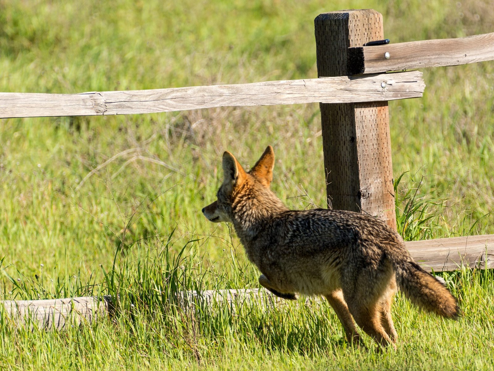 Use Coyote Repellents (image credits: wikimedia)
