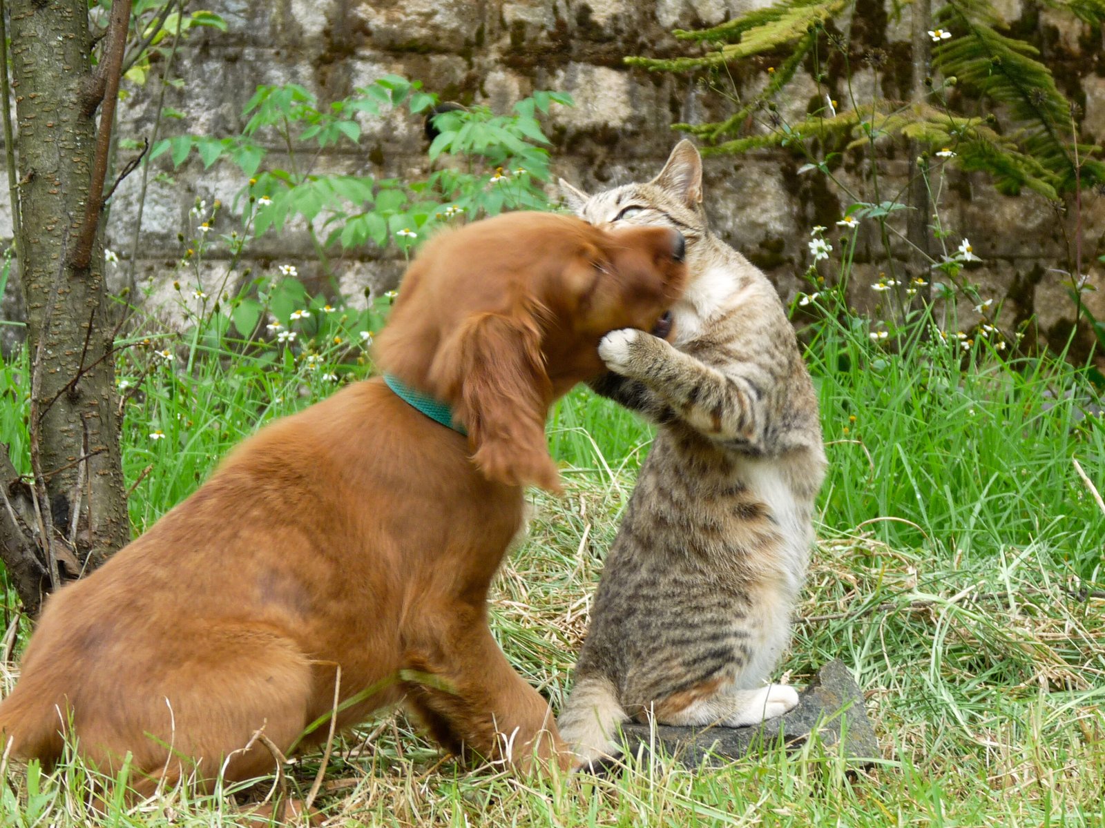 The Playful Spirit (image credits: wikimedia)