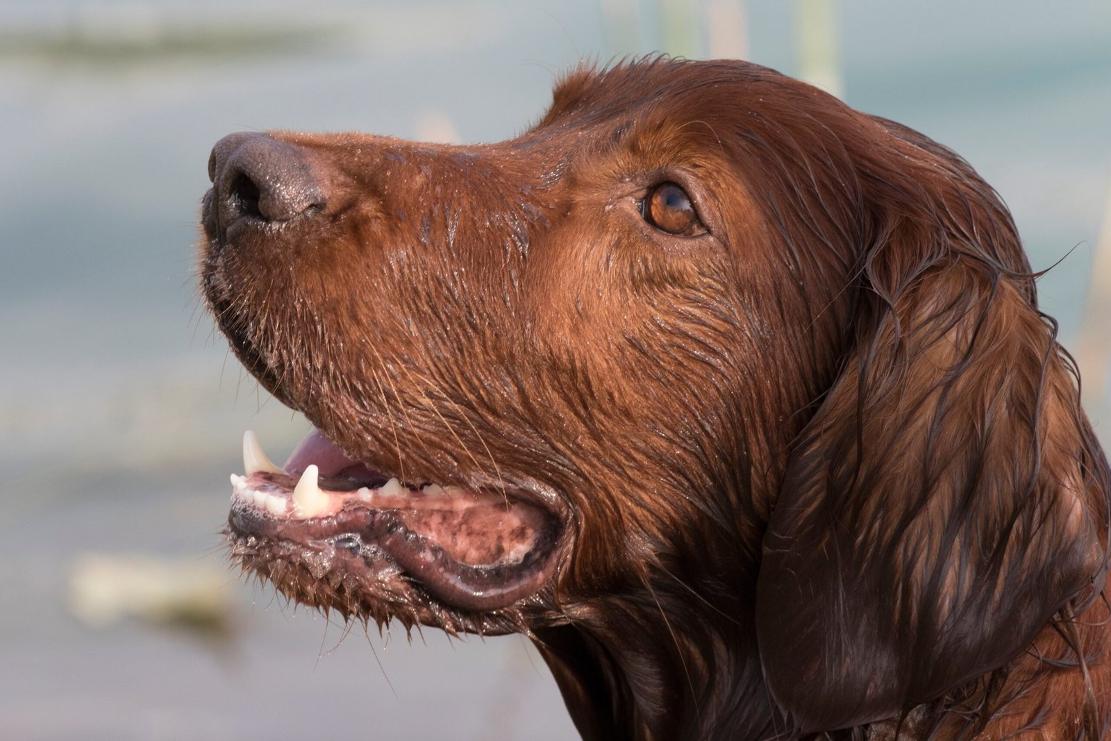 The Gentle Giant (image credits: wikimedia)