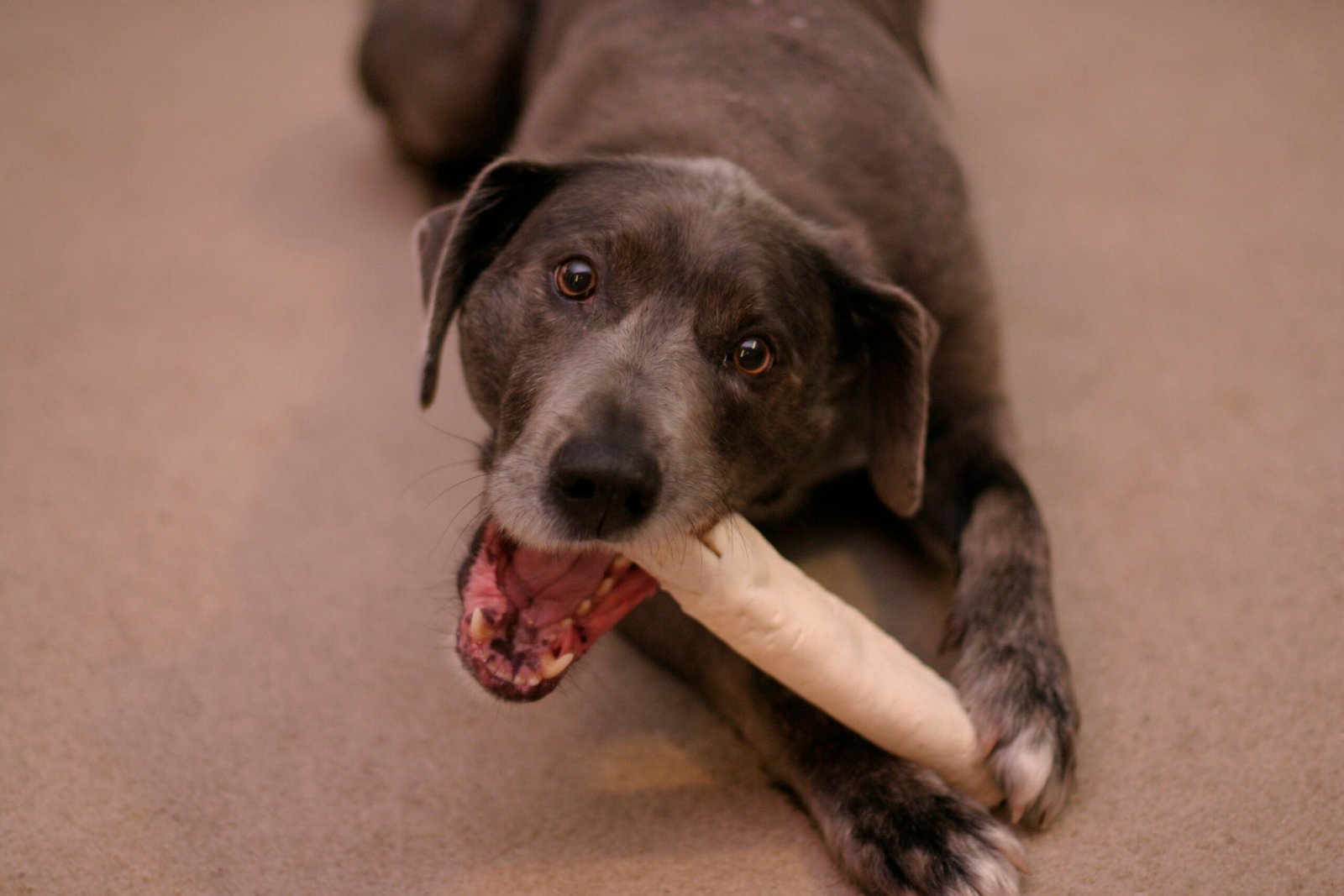 Creating a Distraction During Meal Times (image credits: wikimedia)