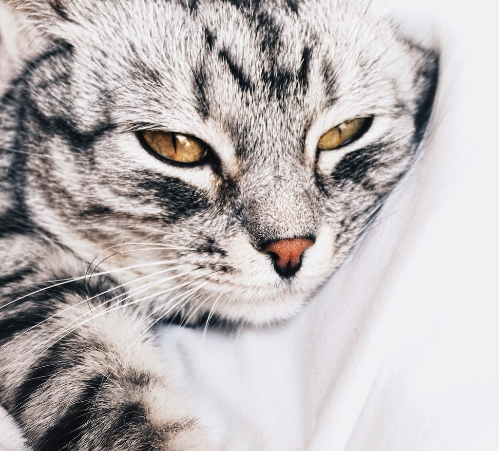 3. Low Maintenance Grooming (image credits: rawpixel)