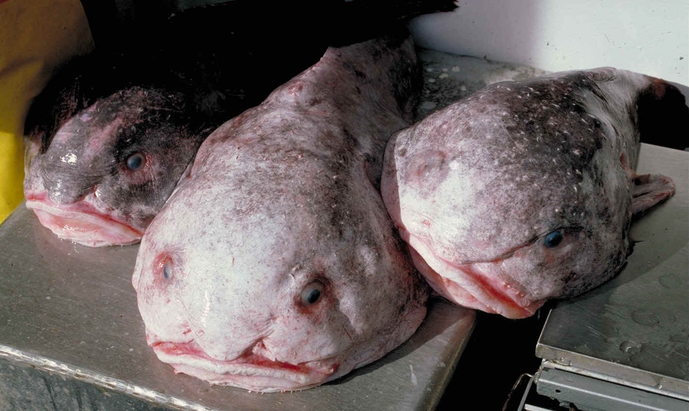 1. Blobfish: The Sad-Faced Wonder (image credits: wikimedia)