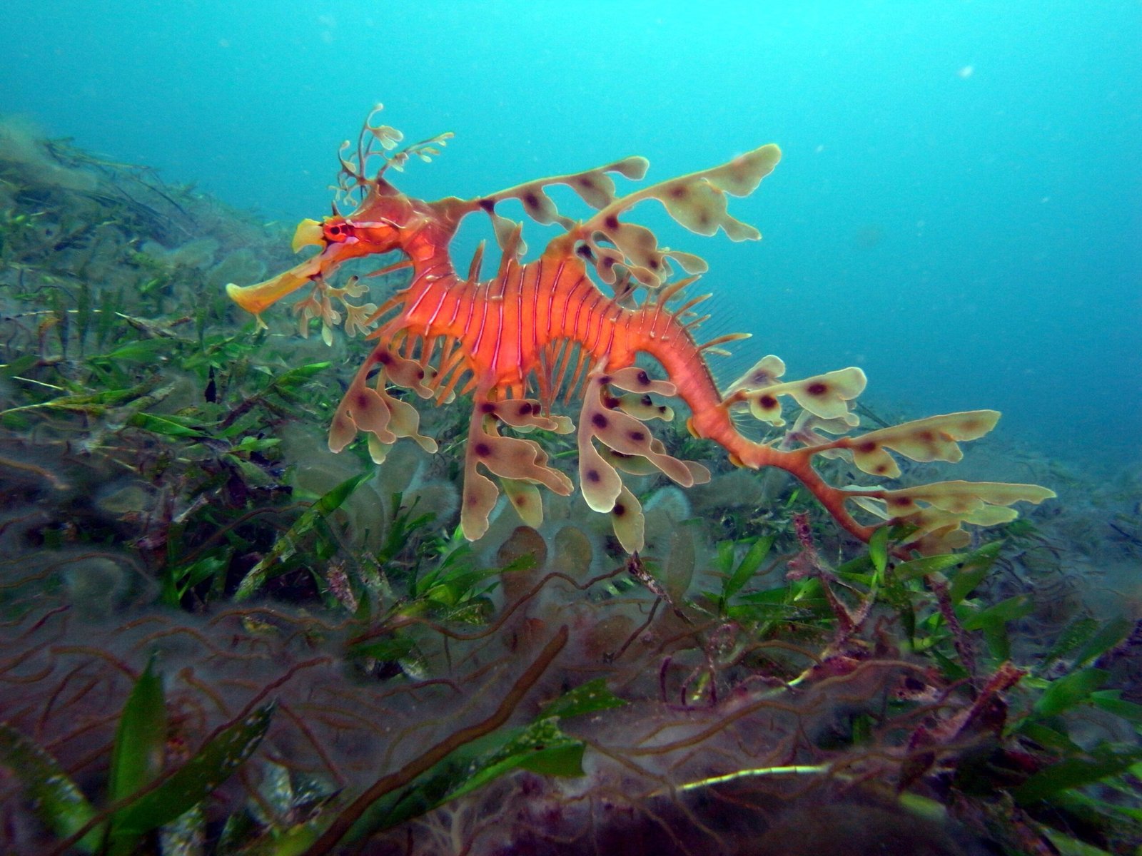 2. Leafy Seadragon: Nature’s Underwater Masterpiece (image credits: wikimedia)