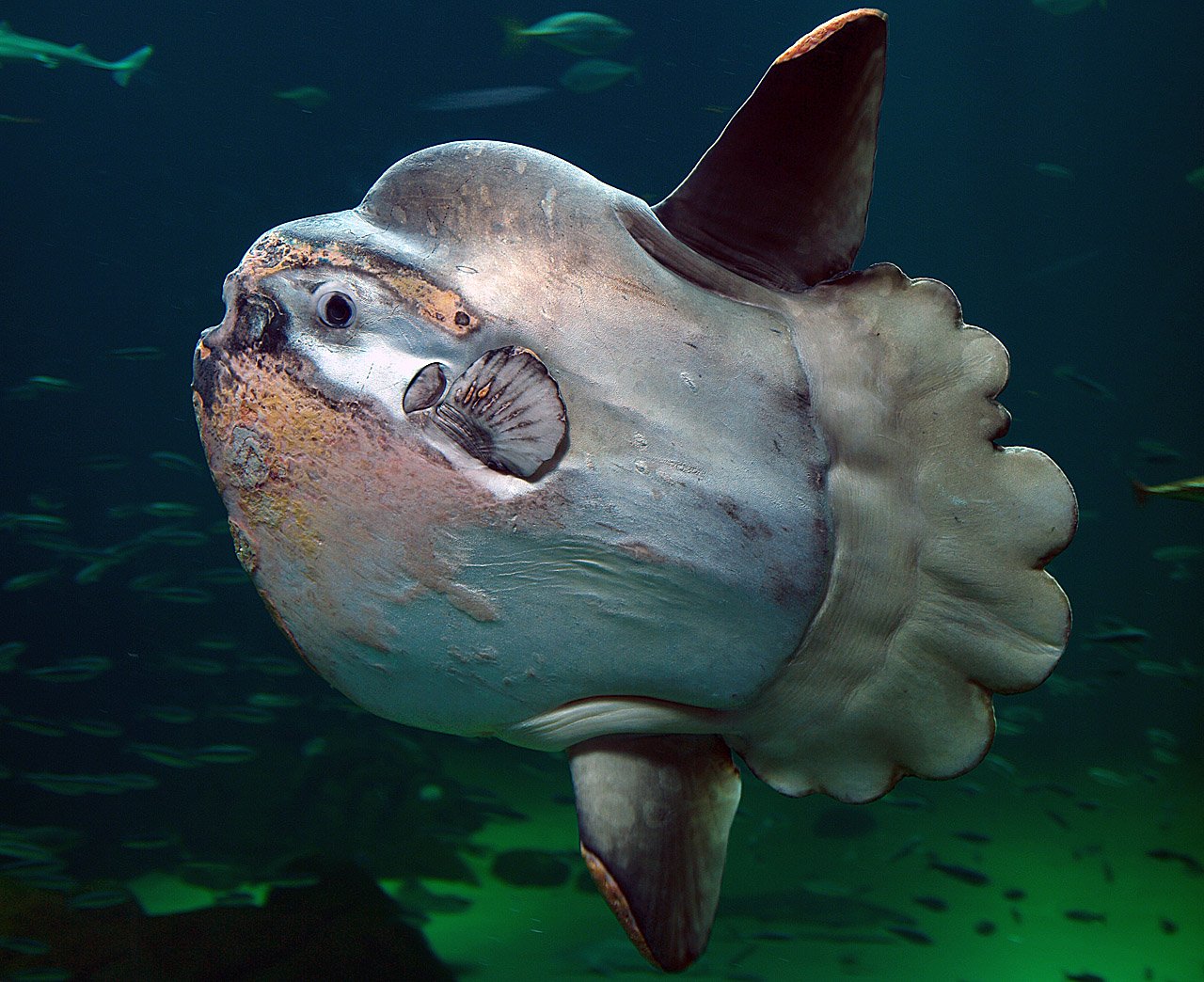 3. Ocean Sunfish: The Gigantic Flat Disc (image credits: wikimedia)