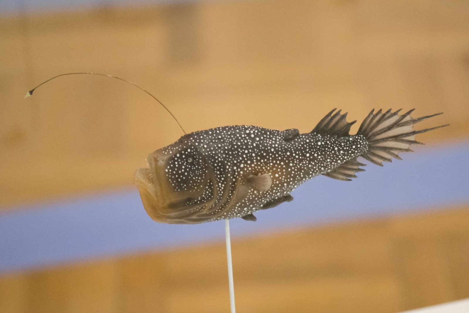 4. Anglerfish: The Deep Sea Predator with a Lure (image credits: wikimedia)