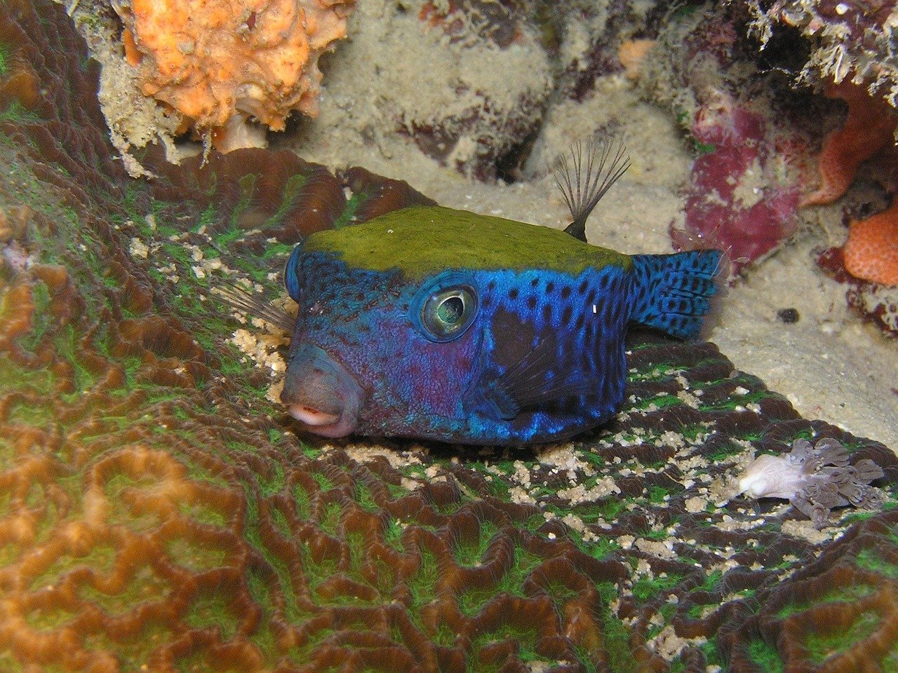 5. Boxfish: Nature’s Geometrical Marvel (image credits: pixabay)