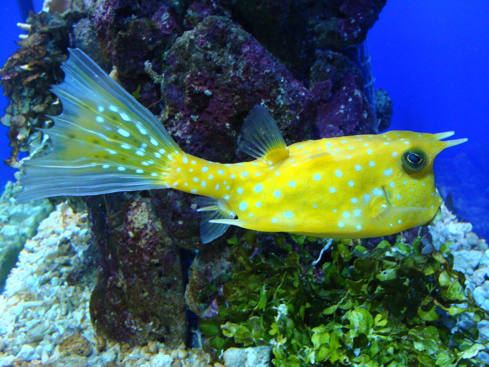 6. Longhorn Cowfish: The Bovine of the Sea (image credits: wikimedia)