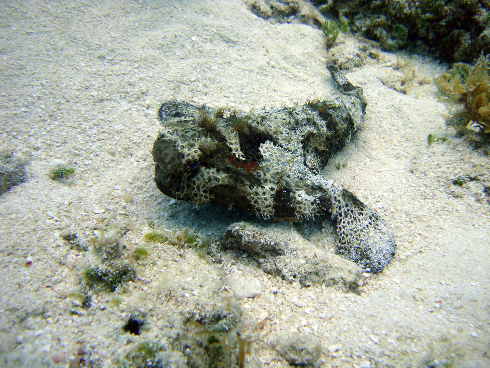 8. Batfish: The Bottom-Dwelling Oddity (image credits: wikimedia)