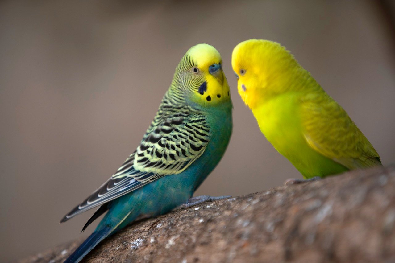 3. Budgerigars: The Small Yet Spirited (image credits: pixabay)