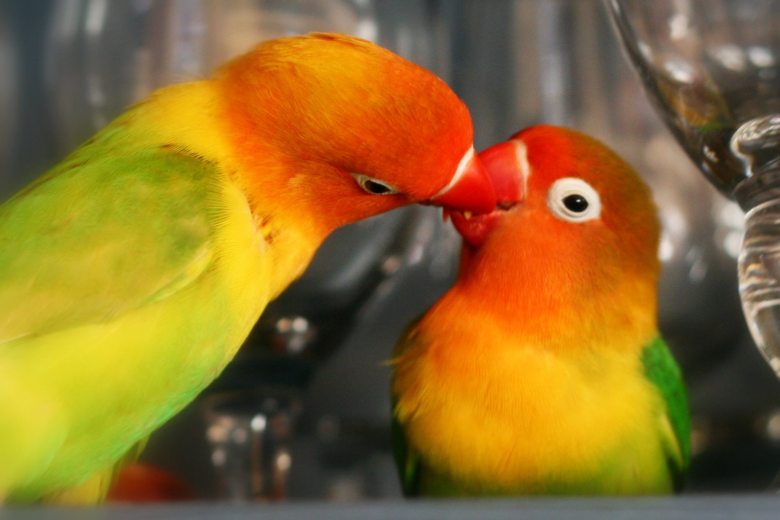4. Lovebirds: The Vibrant Pair (image credits: wikimedia)