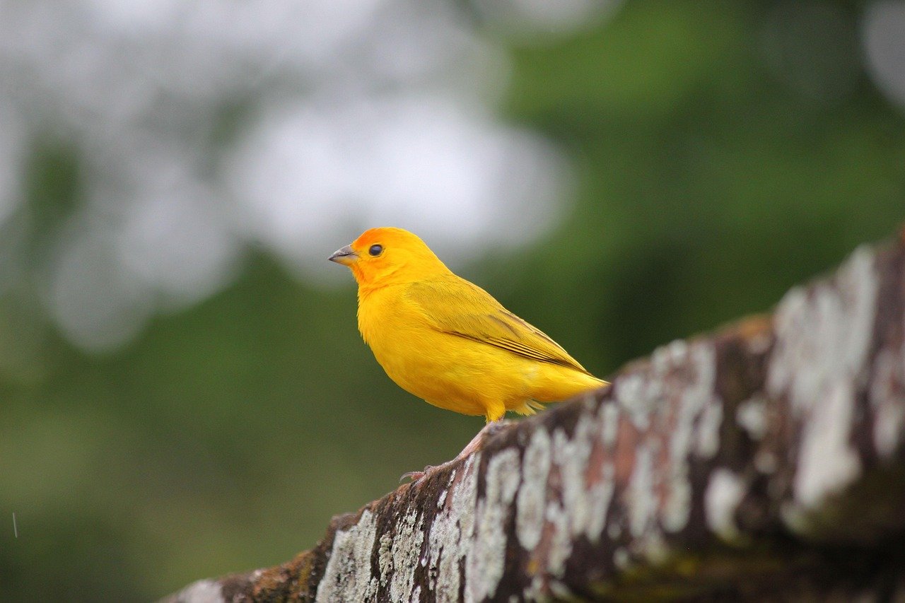 7. Canaries: The Melodic Friends (image credits: pixabay)