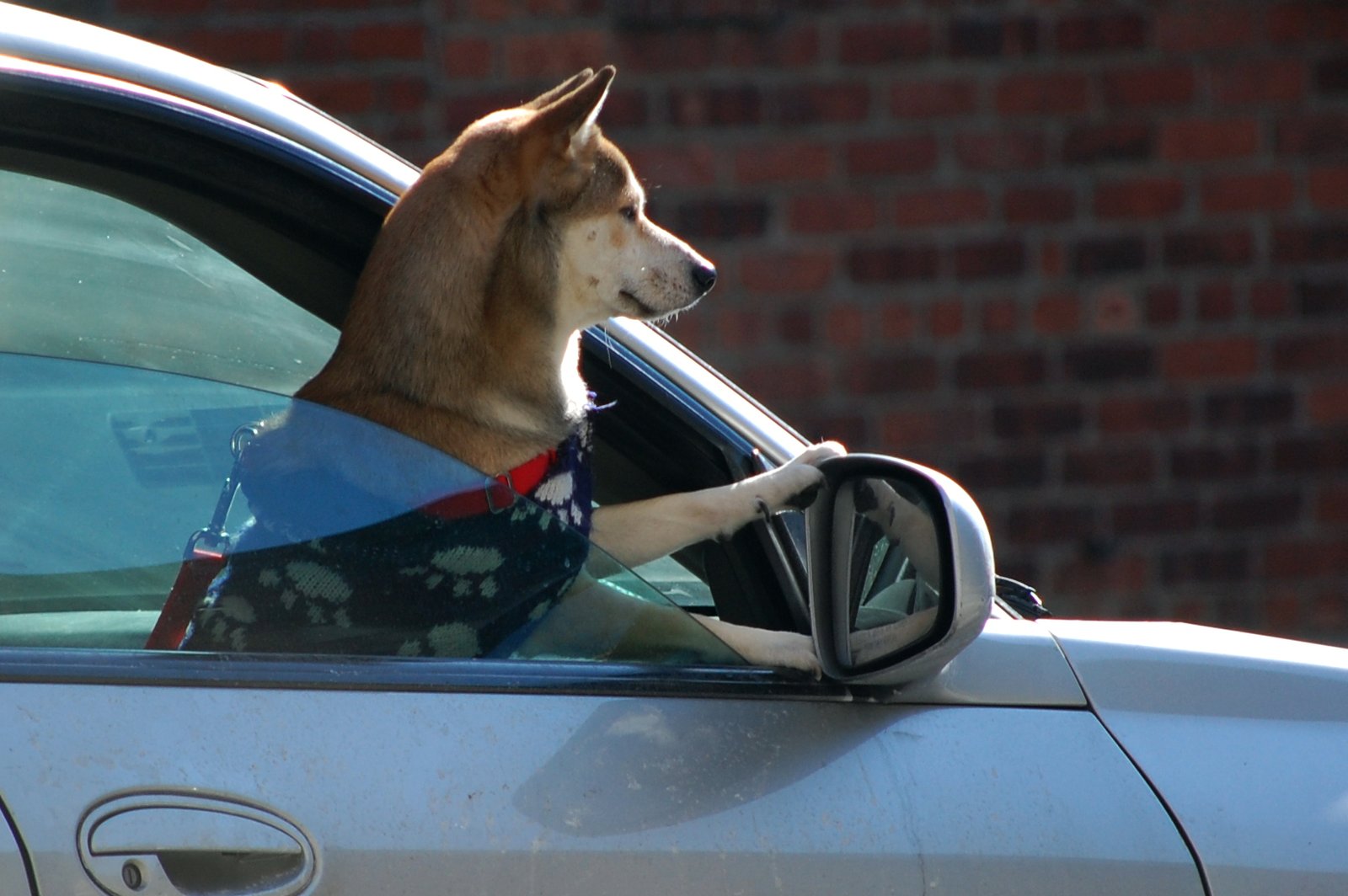 Dealing With Motion Sickness (image credits: wikimedia)