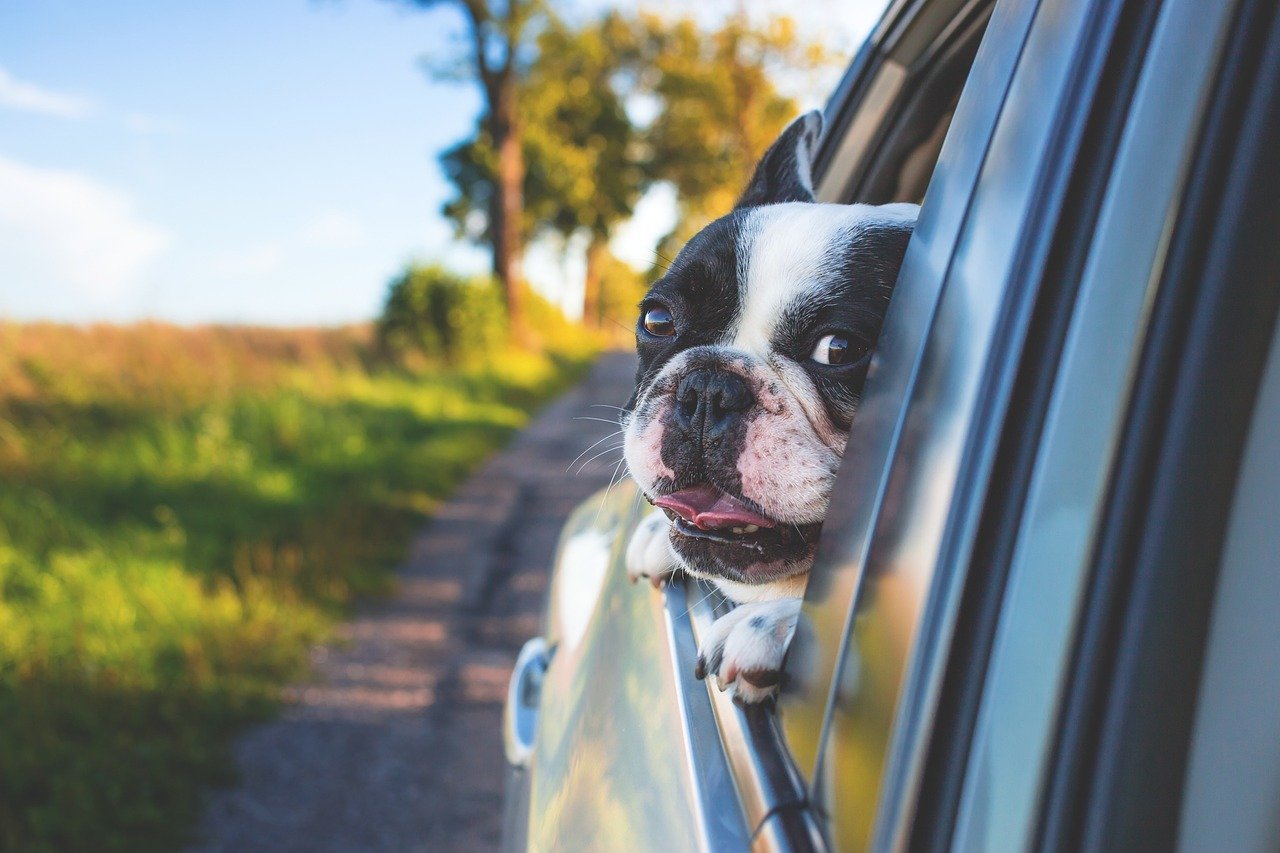 How to Cope With a Dog’s Fear of Car Road Trips