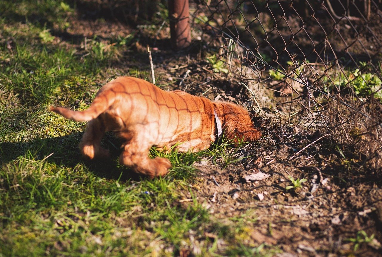 Understanding Why Dogs Dig (image credits: pixabay)