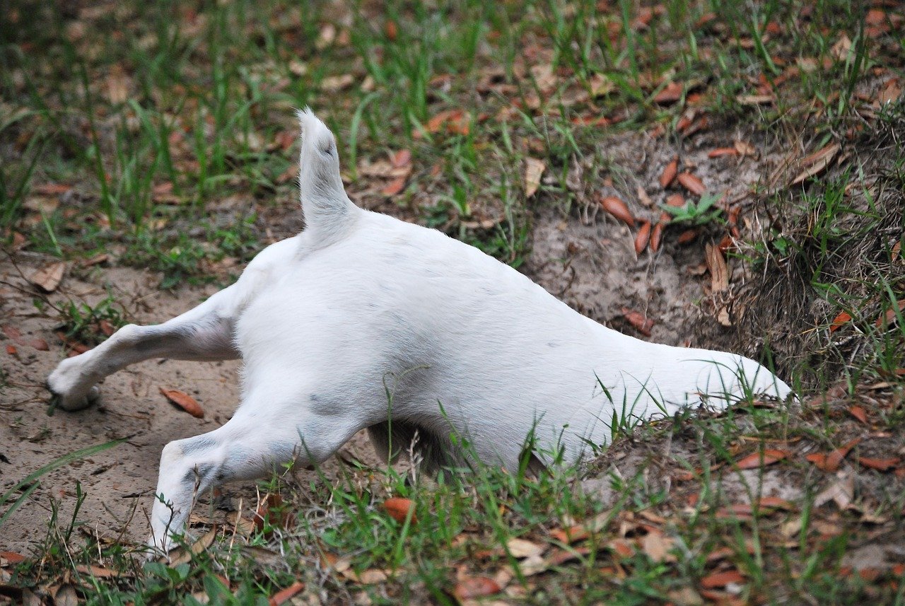 Create a Designated Digging Area (image credits: pixabay)