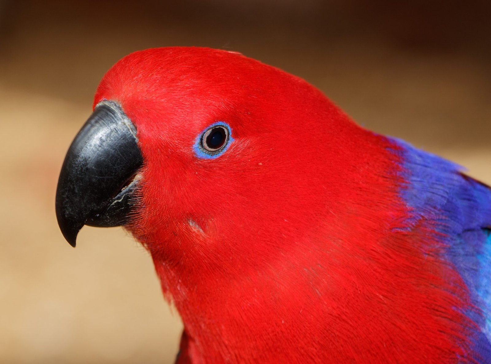 Eclectus Parrot (image credits: wikimedia)