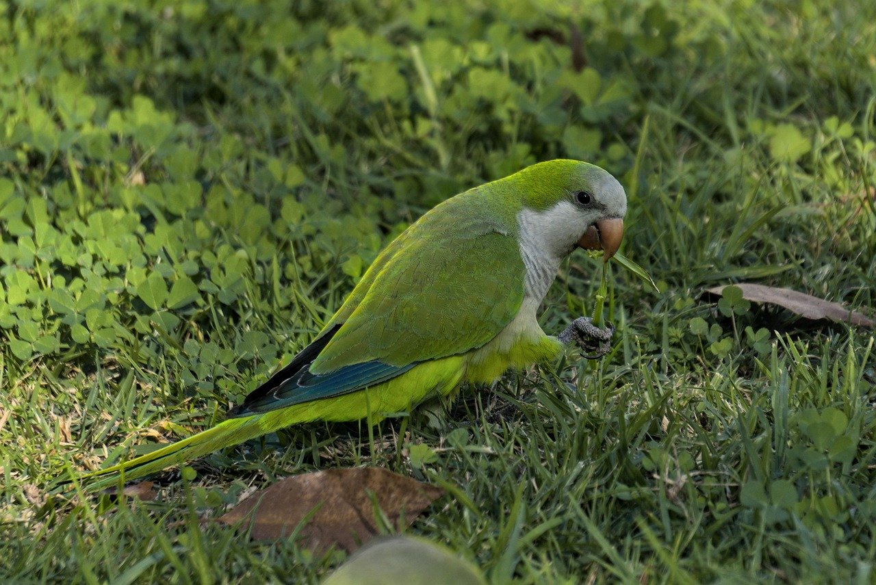 Quaker Parrot (Monk Parakeet) (image credits: pixabay)