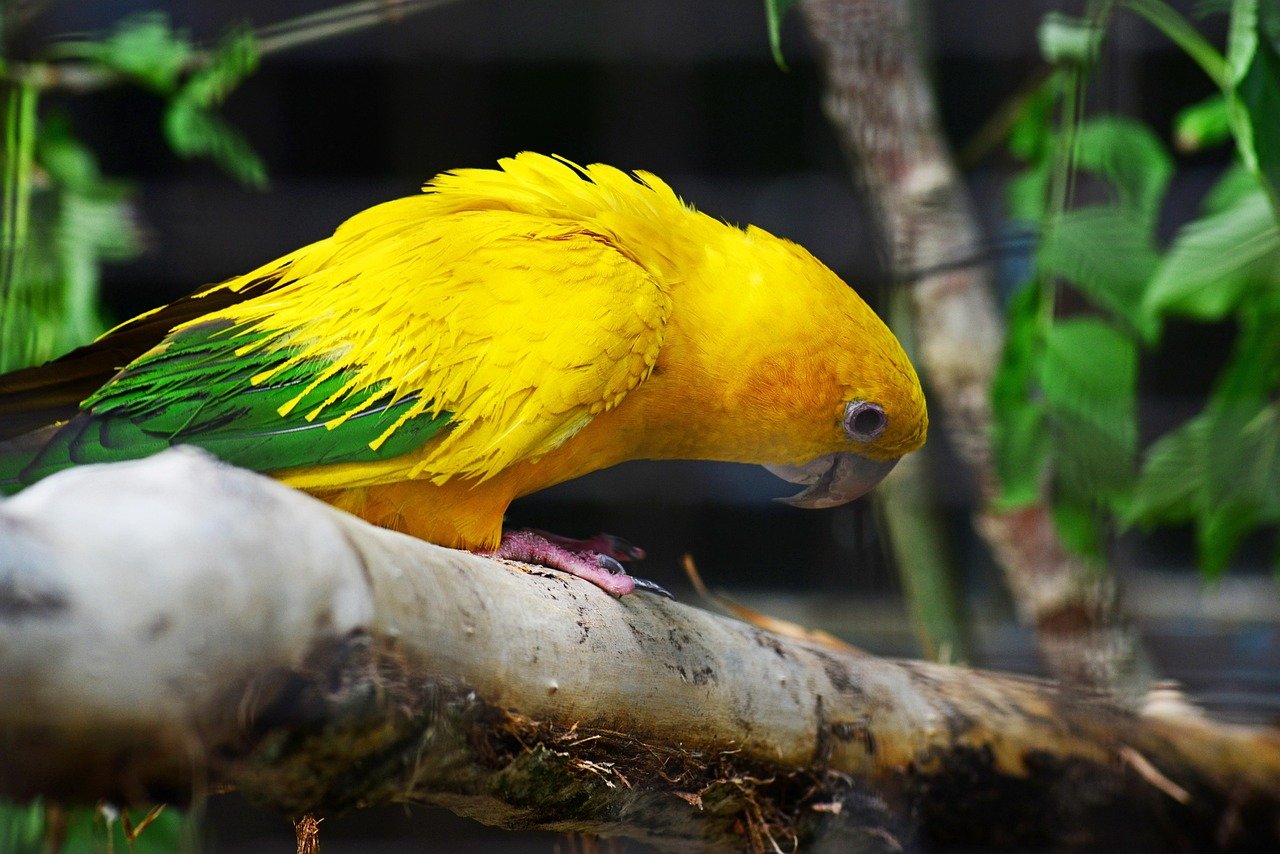 Conures (image credits: pixabay)
