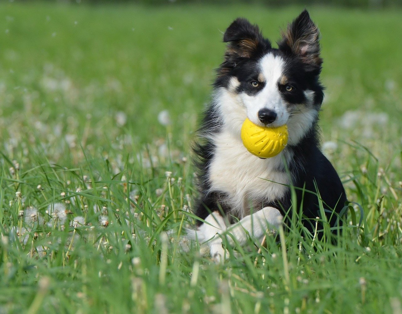 4. Border Collie: The Genius Game Player (image credits: pixabay)