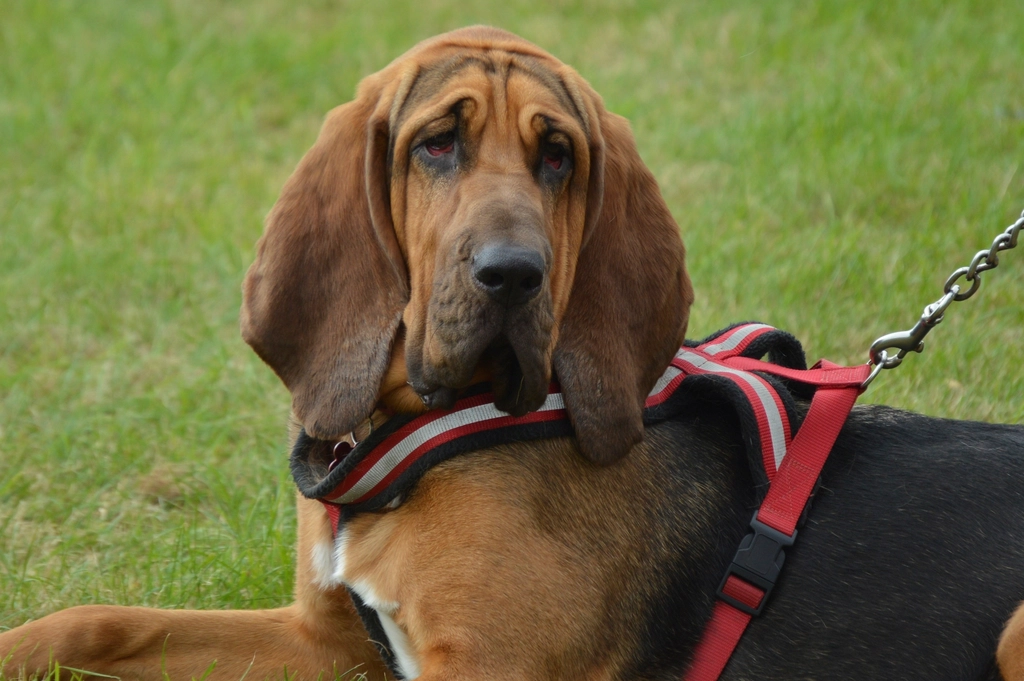 7. Bloodhound: The Master of Scent (image credits: rawpixel)