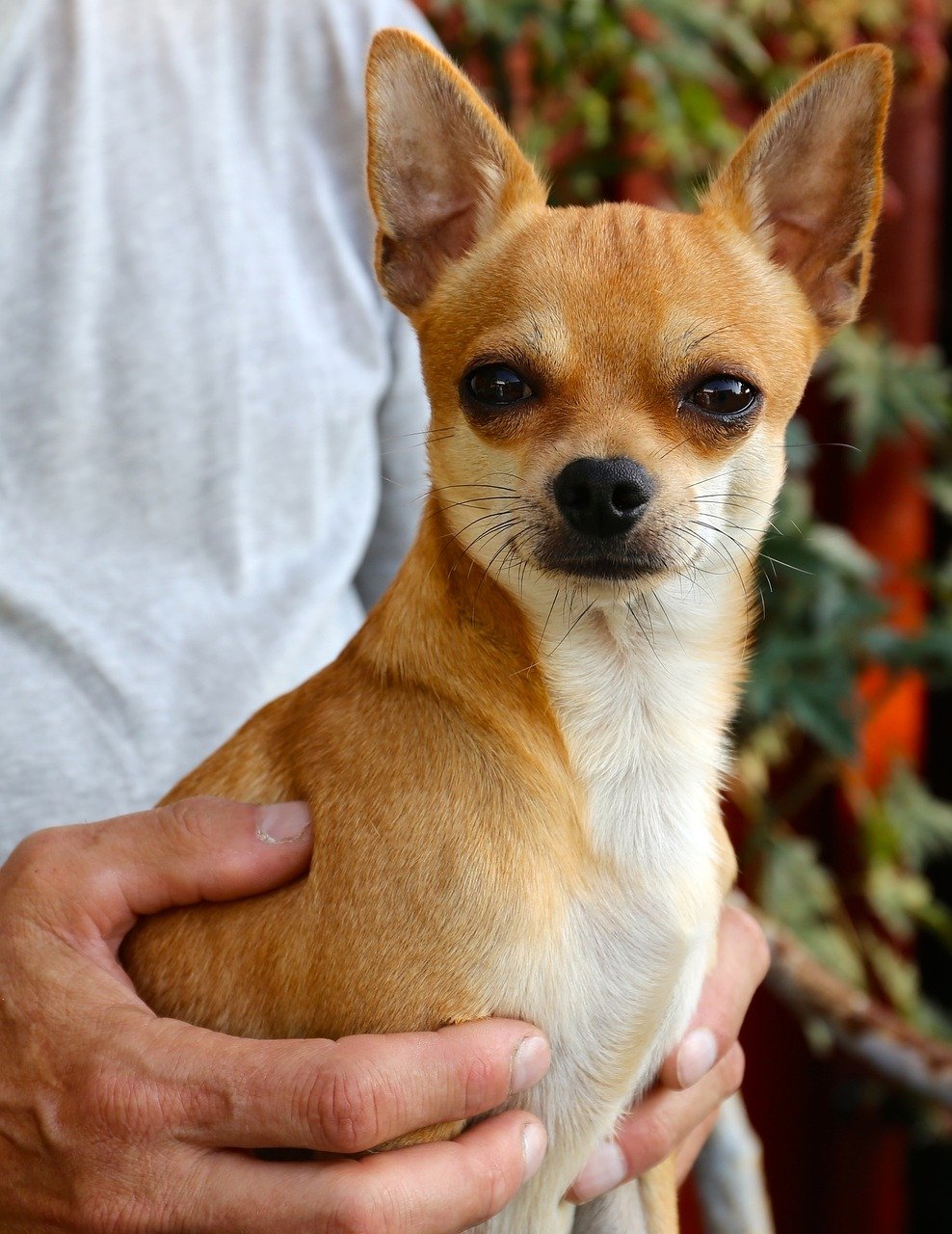 11. Chihuahua: The Loyal Shadow (image credits: pixabay)