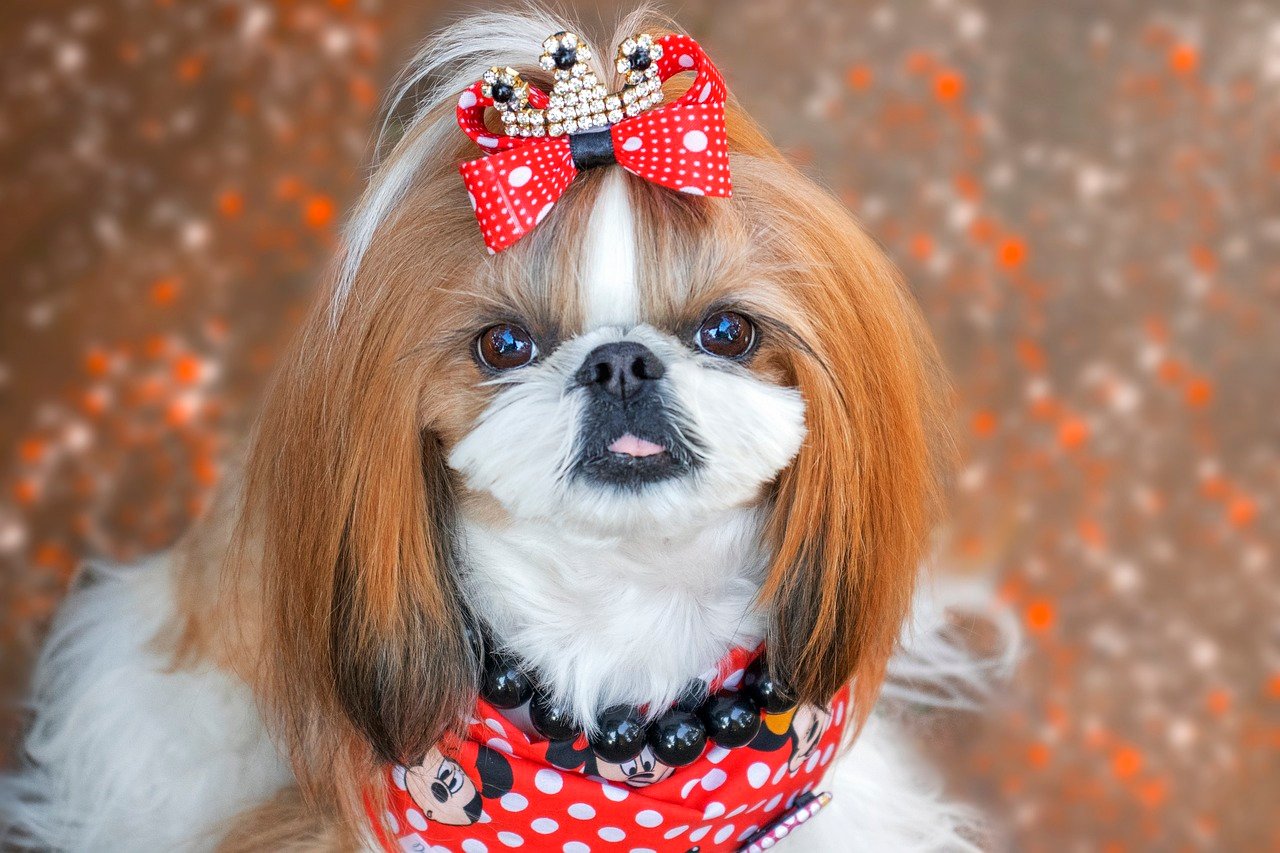 14. Shih Tzu: The Affectionate Sidekick (image credits: pixabay)