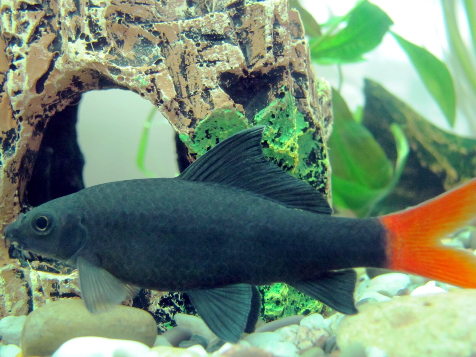 Red-tailed Black Shark: The Territorial Guardians (image credits: wikimedia)