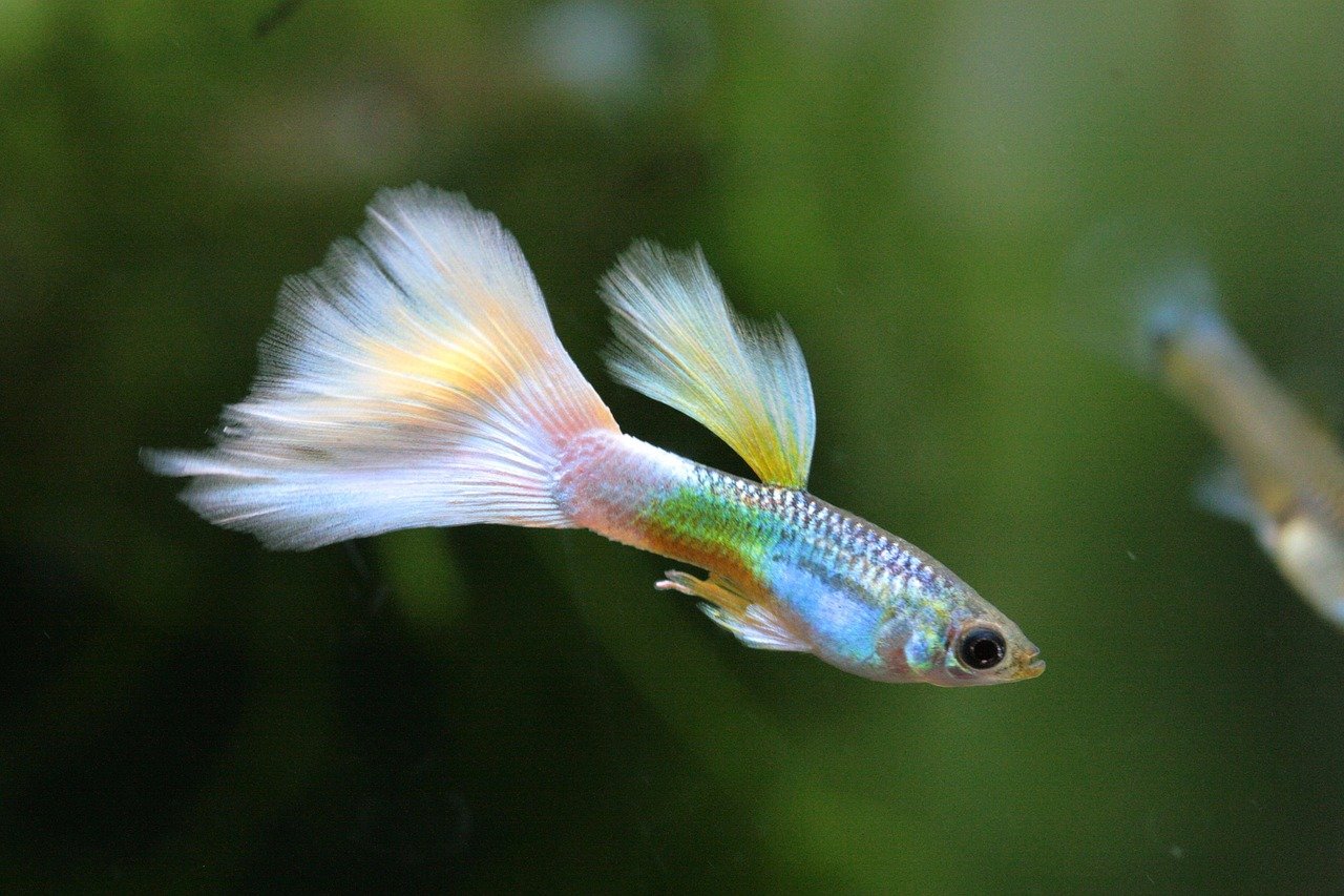 Guppy: The Colorful Socialites (image credits: pixabay)