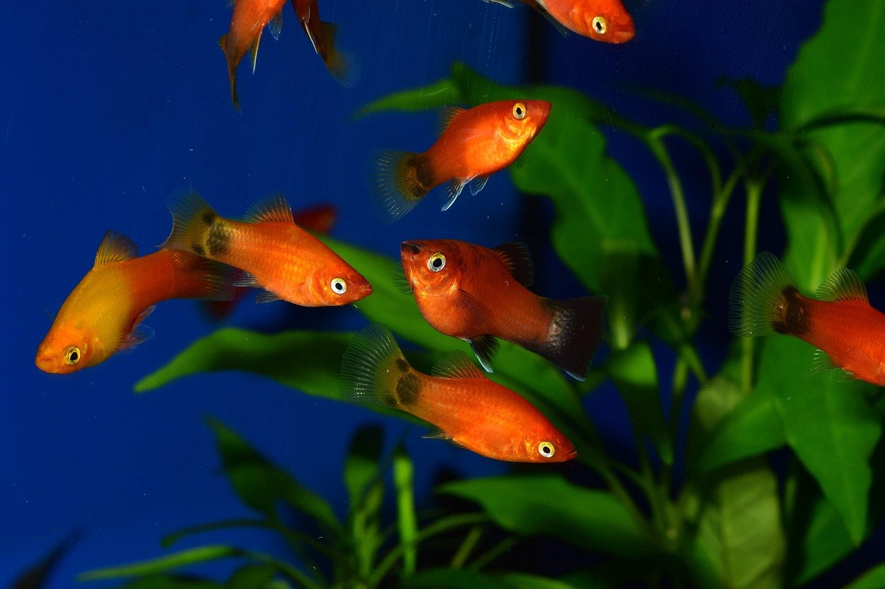 Platy: The Friendly Explorers (image credits: pixabay)