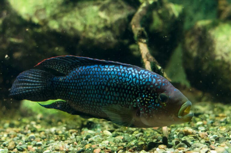 5 Aquarium Fish That Aren't Very Friendly (And 5 That Love Being Social)