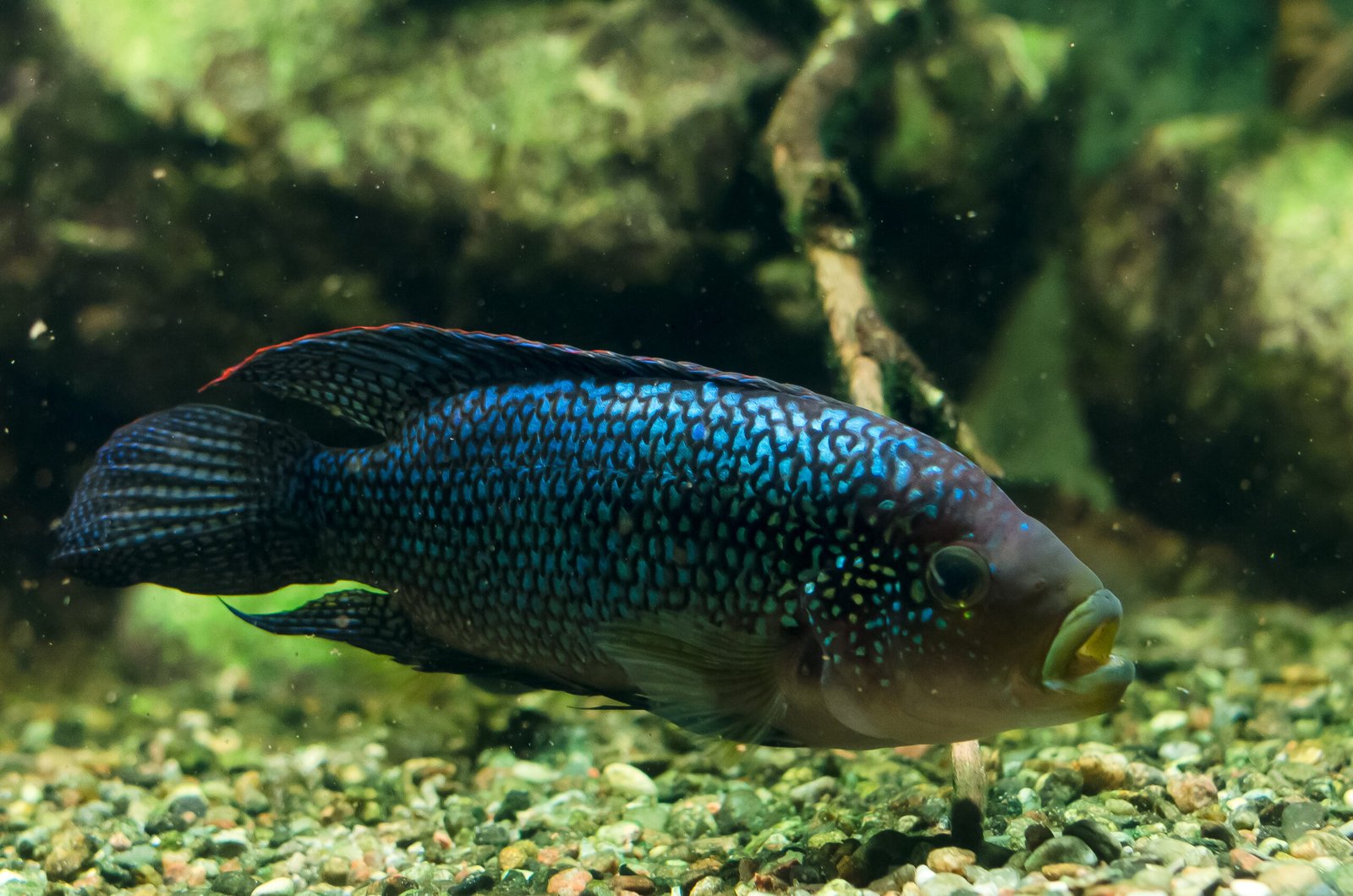 5 Aquarium Fish That Aren’t Very Friendly (And 5 That Love Being Social)
