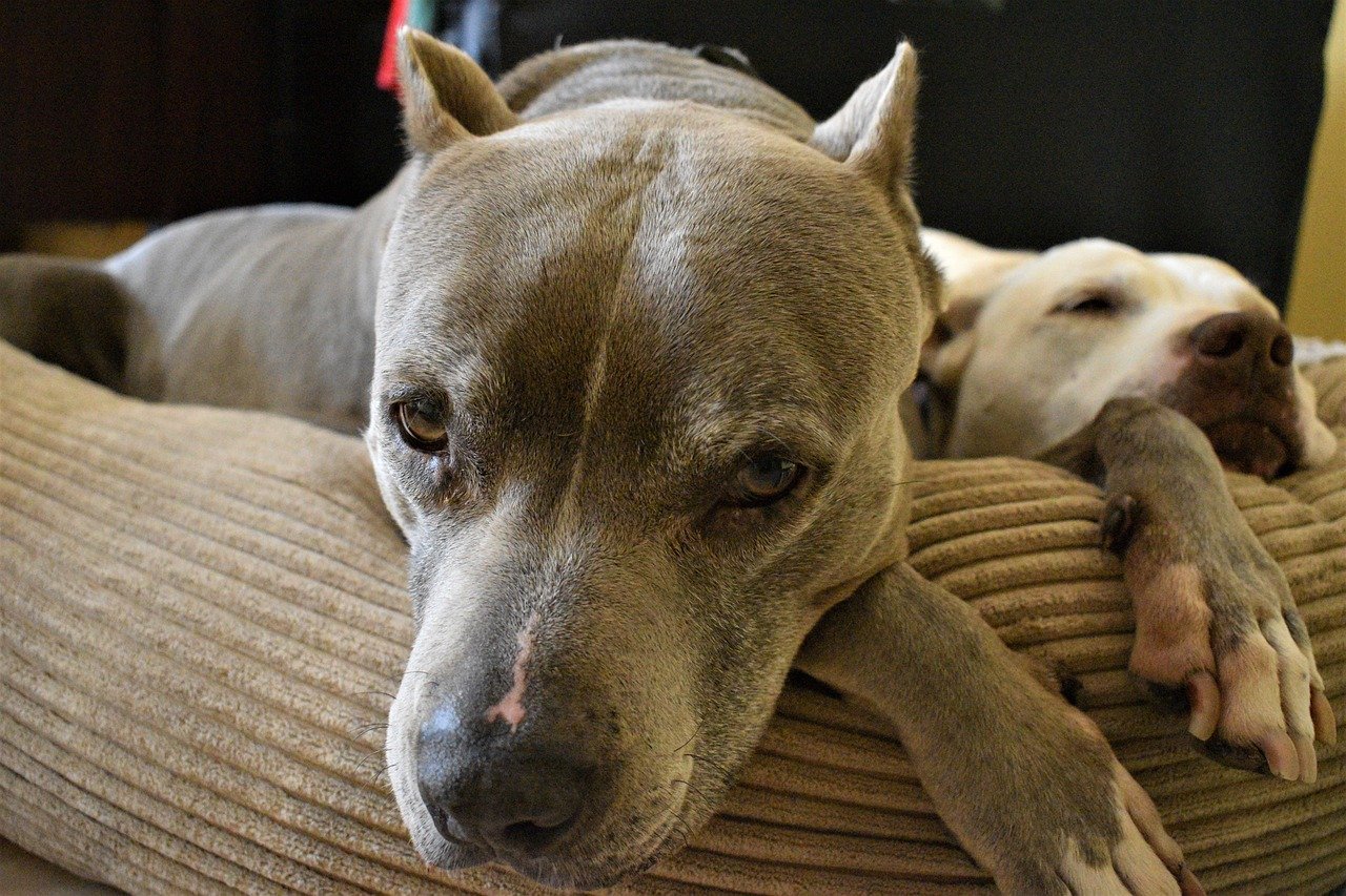 Inherent Breed Traits (image credits: pixabay)