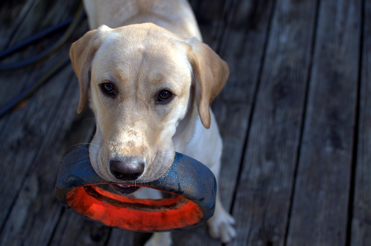 12 Small Gestures That Prove Your Dog Trusts You Completely