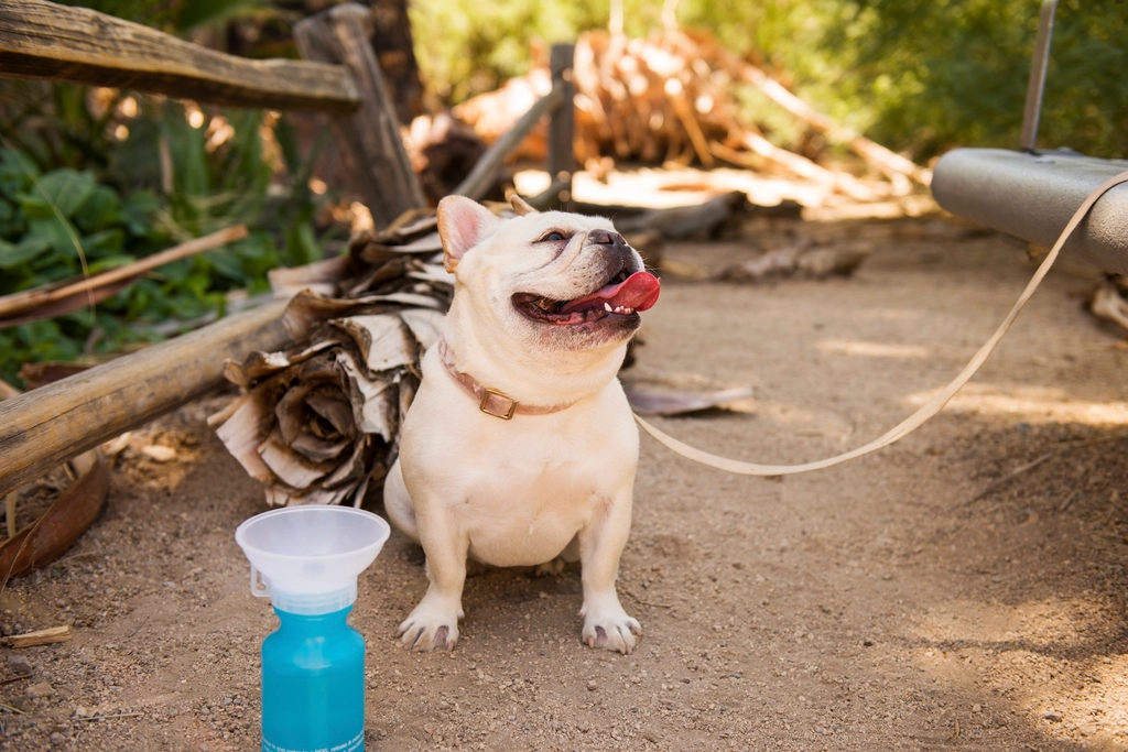 The Affectionate Clown: French Bulldog (image credits: rawpixel)