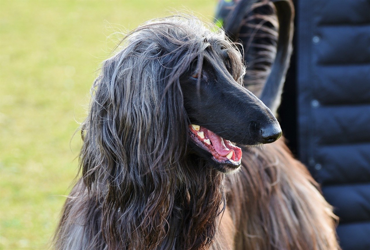 The Regal Prankster: Afghan Hound (image credits: pixabay)