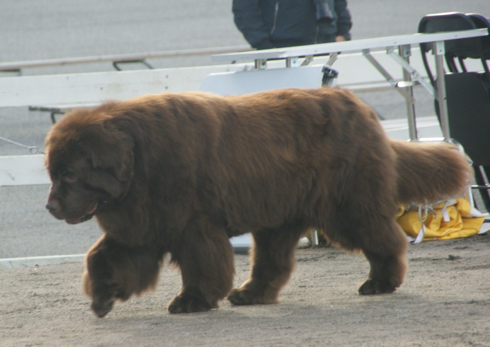 The Goofy Giant: Newfoundland (image credits: wikimedia)