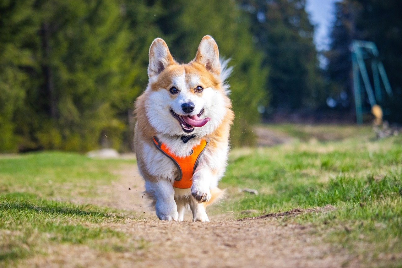 15 Quirky Dog Breeds That’ll Keep You Laughing